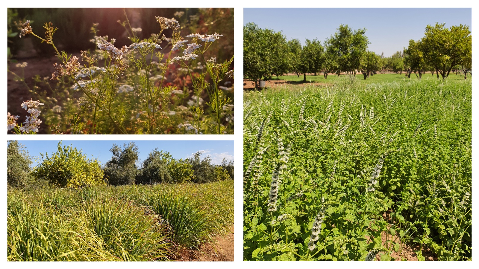 Agriculture biologique